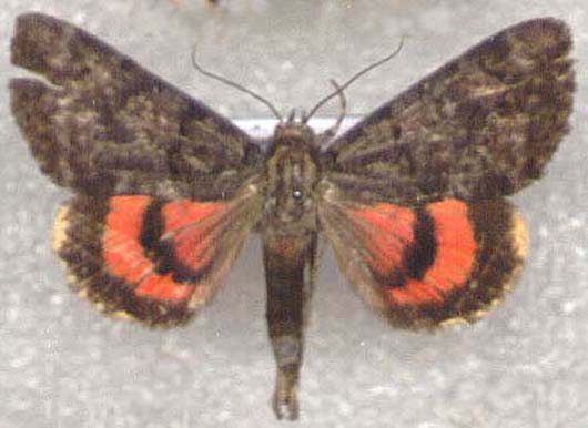 Catocala kotschubeji, color image
