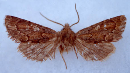 Dasypolia tuektiensis, holotype, color image