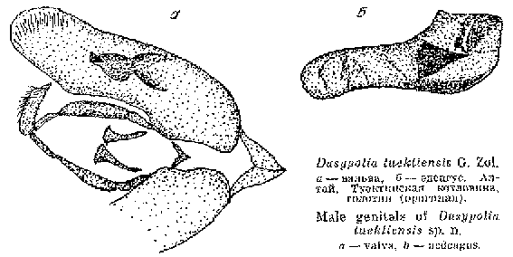 Dasypolia tuektiensis, holotype male genitalia