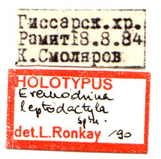 Eremodrina leptodactyla holotype labels, color image