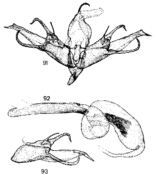 Eremodrina leptodactyla, male genitalia