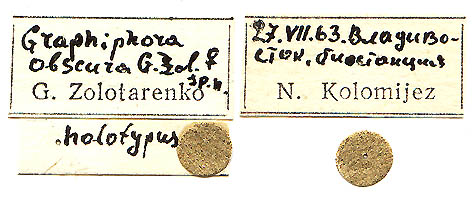 Graphiphora obscura holotype labels