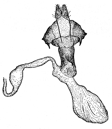 Graphiphora obscura holotype genitalia