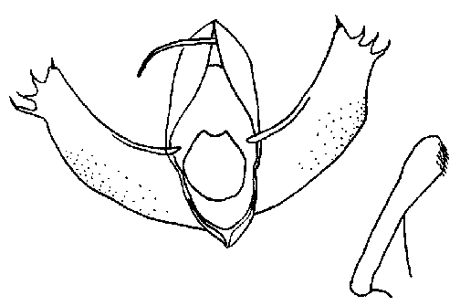 Maliattha khasanica holotype genitalia
