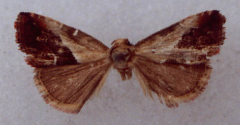 Maliattha khasanica, holotype, color image