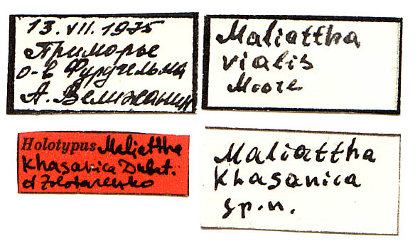Maliattha khasanica holotype labels, color image
