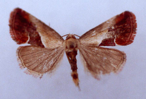 Maliattha khasanica, paratype, male, color image