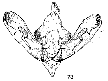 Pseudopseustis argyllostigma male genitalia