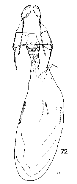 Pseudopseustis argyllostigma, paratype, female genitalia