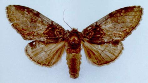 Peridea elzet, color image