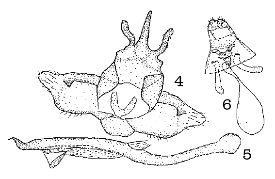 Nothoploca nigripunctata zolotarenkoi, genitalia