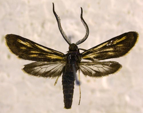 Balataea gracilis, color image