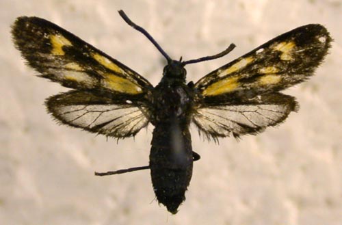Balataea octomaculata, color image