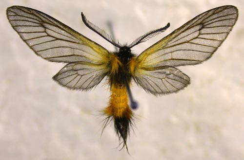 Pryeria sinica, color image