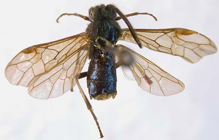 Arge zhelochovzevi, holotype, color image
