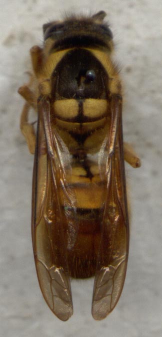 Vespa bicolor, dorsal view, color image