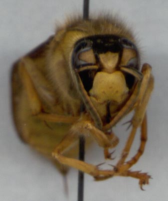 Vespa bicolor, frontal head view, color image