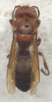 Vespa dybowskii, color photo, dorsal view
