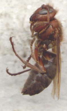 Vespa dybowskii, color photo, lateral view