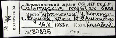 Calomyscus mystax, label, color image