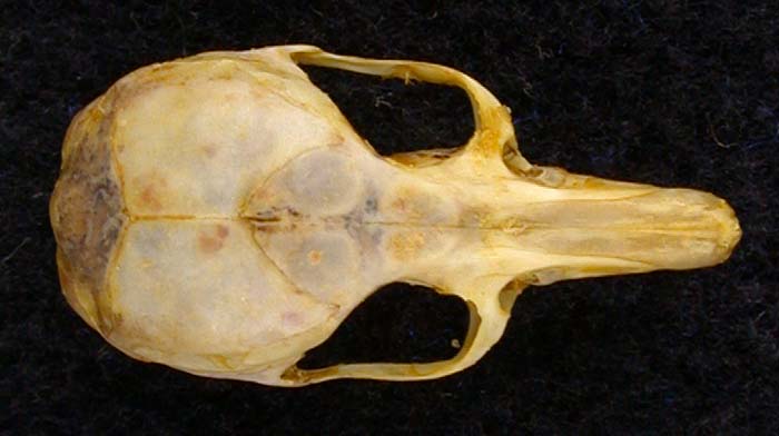 Calomyscus mystax, color image