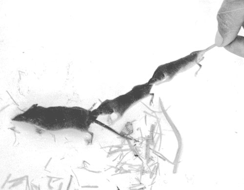 caravan behavior of Scrocidura suaveolans, black-and-white photo