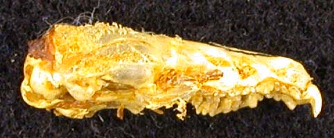 Crocidura gueldenstaedti, color image