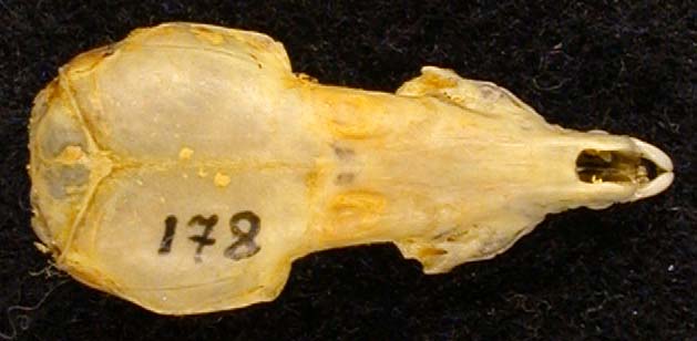 Crocidura leucodon, color image