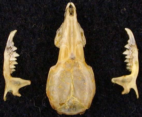 Crocidura serezkyensis, color image