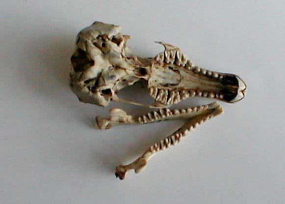 Desmana moschata skull, color image