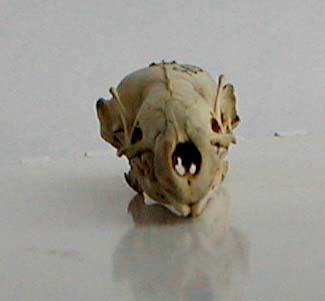 Desmana moschata skull, color image