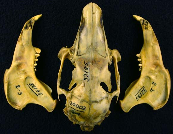 Lepus mandschuricus, color image