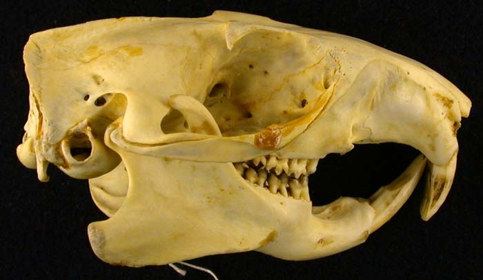 Marmota camtschatica, color image