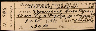 Meriones persicus, label, color image