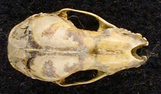 Murina leucogaster, color image