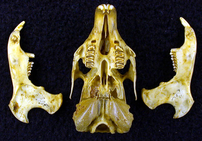 Ochotona rufescens, color image