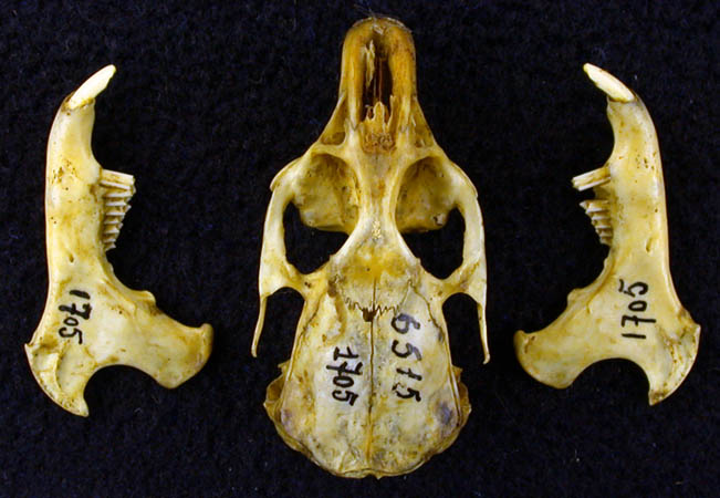 Ochotona rufescens, color image