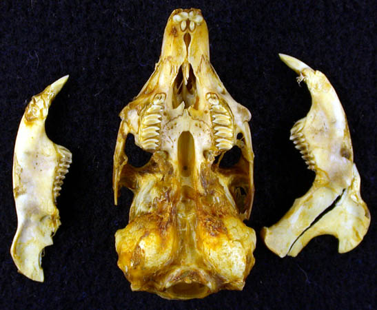 Ochotona rutila, color image