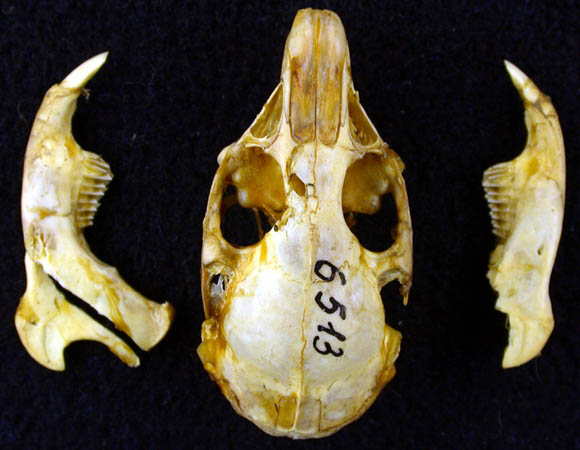 Ochotona rutila, color image