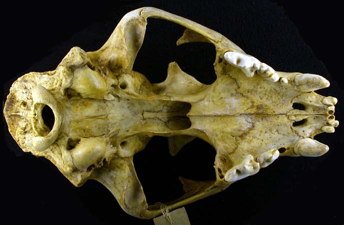 Panthera pardus, color image