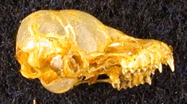 Pipistrellus pipistrellus, color image