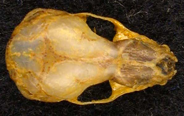 Plecotus auritus, color image