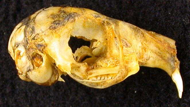 Pygerethmus pumilio, color image