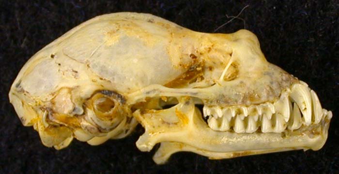 Rhinolophus bocharicus, color image