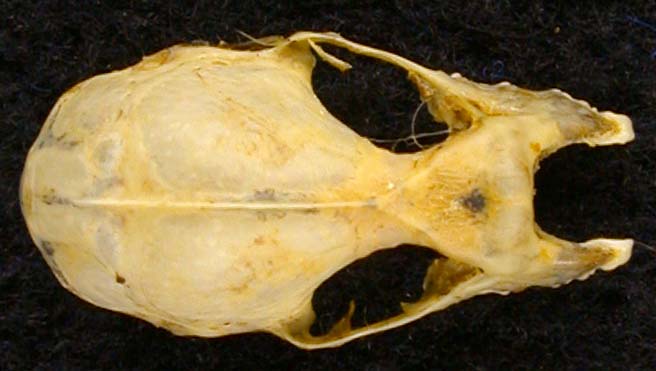 Rhinolophus bocharicus, color image