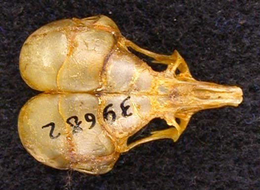Salpingotus crassicauda, color image