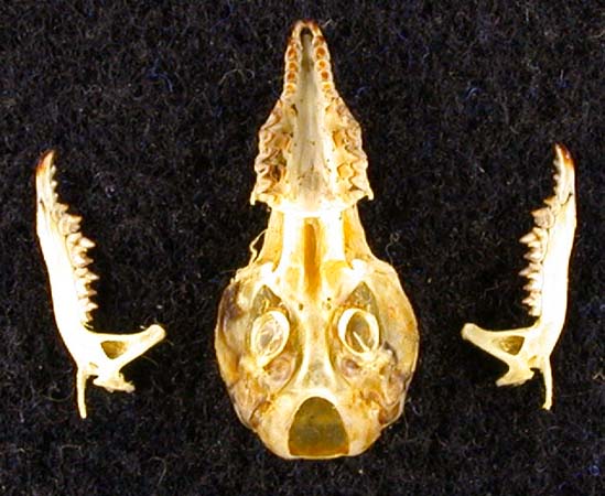 Sorex buchariensis, color image