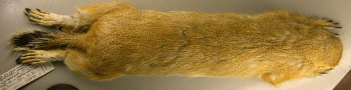 Spermophilopsis leptodactylus, color image
