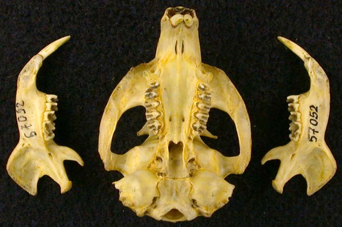 Spermophilus relictus, color image