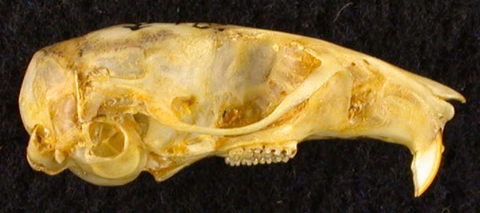 Sylvaemus flavicollis, color image